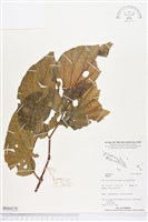 登錄號:BS04170藏品圖，第1張