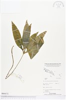 登錄號:BS04172藏品圖，第1張