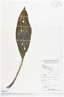 登錄號:BS04173藏品圖，第1張