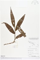 登錄號:BS04174藏品圖，第1張