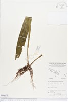 登錄號:BS04175藏品圖，第1張