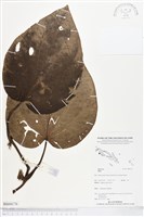 登錄號:BS04176藏品圖，第1張