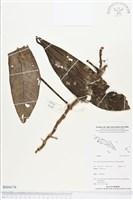 登錄號:BS04178藏品圖，第1張