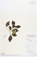 登錄號:BS04179藏品圖，第1張