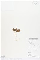 登錄號:BS04182藏品圖，第1張