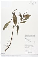 登錄號:BS04185藏品圖，第1張