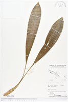 登錄號:BS04186藏品圖，第1張