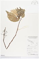 登錄號:BS04187藏品圖，第1張