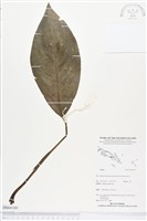 登錄號:BS04189藏品圖，第1張