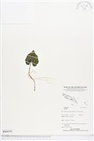 登錄號:BS04193藏品圖，第1張