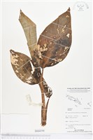 登錄號:BS04194藏品圖，第1張