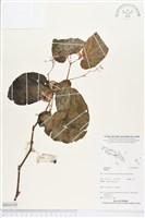 登錄號:BS04195藏品圖，第1張