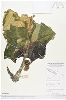 登錄號:BS04198藏品圖，第1張