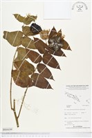 登錄號:BS04199藏品圖，第1張