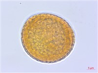 登錄號:BS04199藏品圖，第1張