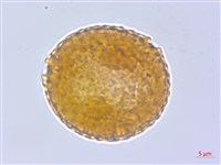 登錄號:BS04199藏品圖，第2張