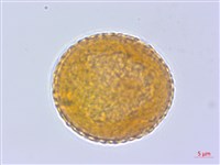 登錄號:BS04199藏品圖，第3張