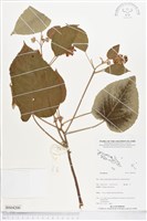 登錄號:BS04200藏品圖，第1張