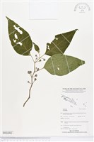 登錄號:BS04201藏品圖，第1張