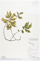 登錄號:BS04202藏品圖，第1張