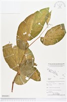 登錄號:BS04203藏品圖，第1張