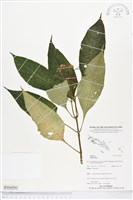 登錄號:BS04204藏品圖，第1張