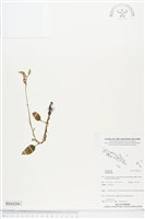 登錄號:BS04206藏品圖，第1張