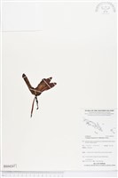 登錄號:BS04207藏品圖，第1張