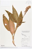 登錄號:BS04208藏品圖，第1張