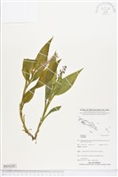 登錄號:BS04209藏品圖，第1張