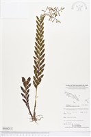 登錄號:BS04211藏品圖，第1張