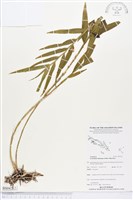 登錄號:BS04212藏品圖，第1張