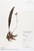 登錄號:BS04213藏品圖，第1張