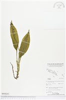 登錄號:BS04214藏品圖，第1張