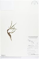 登錄號:BS04215藏品圖，第1張