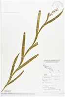 登錄號:BS04217藏品圖，第1張