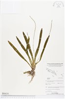 登錄號:BS04218藏品圖，第1張