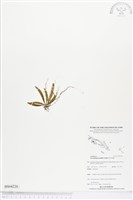 登錄號:BS04220藏品圖，第1張