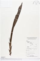 登錄號:BS04221藏品圖，第1張