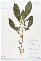 登錄號:BS04222藏品圖，第1張