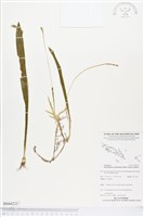 登錄號:BS04223藏品圖，第1張