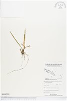 登錄號:BS04224藏品圖，第1張