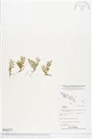 登錄號:BS04225藏品圖，第1張