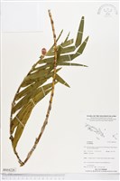 登錄號:BS04226藏品圖，第1張