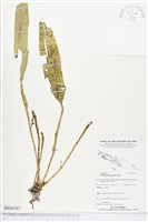 登錄號:BS04228藏品圖，第1張