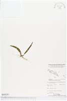 登錄號:BS04230藏品圖，第1張