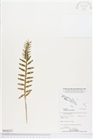 登錄號:BS04232藏品圖，第1張