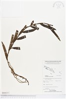 登錄號:BS04233藏品圖，第1張