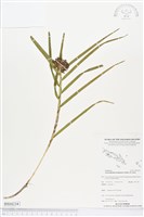 登錄號:BS04234藏品圖，第1張