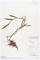 登錄號:BS04235藏品圖，第1張